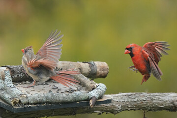 Male and Female Cardinal on bird feeder agaisnt fall colours