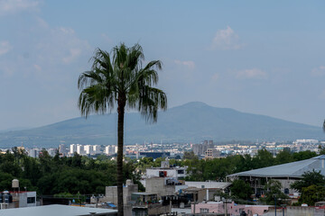 palm tree in the middle of the city, view of houses