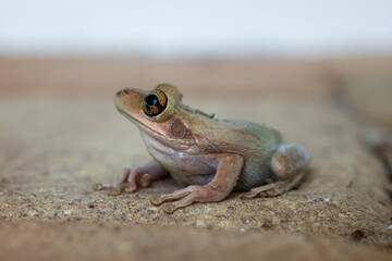 Common tree frog (Cuban tree frog)