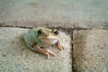 Common tree frog (Cuban tree frog)