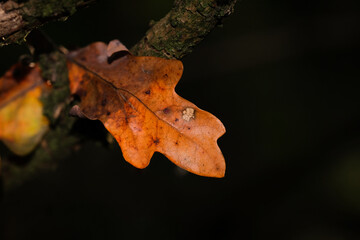 Macro photography of a plant: detail shot with background blur.