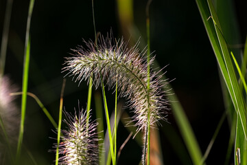 Macro photography of a plant: detail shot with background blur.