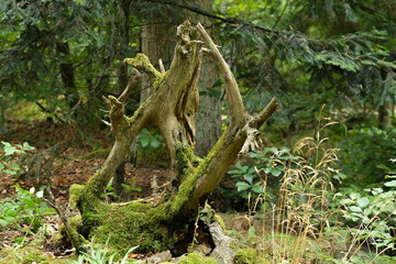 Macro photography of a plant: detail shot with background blur.