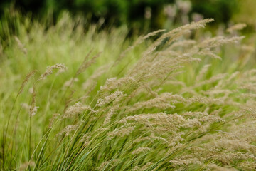 Macro photography of a plant: detail shot with background blur.
