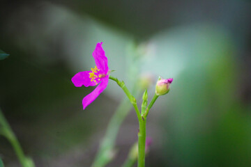 flower in the garden