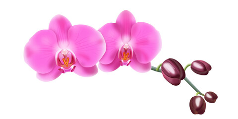 Fototapeta na wymiar Różowa orchidea - gałązka z pąkami i pięknymi rozwiniętymi kwiatami. Ręcznie rysowana botaniczna ilustracja.
