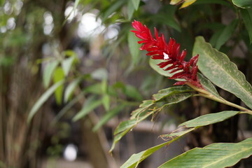 red flower