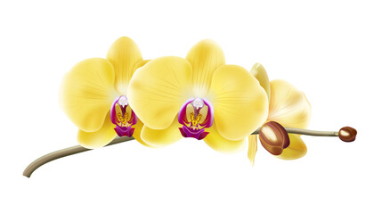 Jasna żółta orchidea - gałązka z pąkami i pięknymi rozwiniętymi kwiatami. Ręcznie rysowana botaniczna ilustracja.