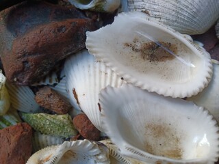 mushrooms on the table