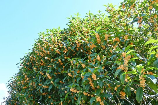 「金のなる木花」の写真素材 | 10件の無料イラスト画像 | Adobe Stock
