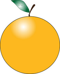 simple and editable citrus fruit vector