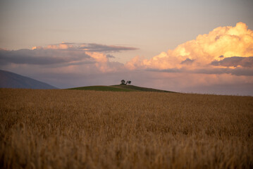 Fototapeta premium sunset in the field