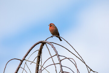 Red House Finch (Haemorhaus mexicanus)  sitting on top of branches at the top of a tree with a blue and cloudy sky in the background