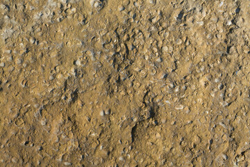 A stone from sedimentary rock with fossil Mollusks. Cockle (bivalve)  in the family Cardiidae.
