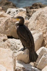 Great Cormorant (Phalacrocorax carbo). Black Sea fauna. Waterfowl close-up.