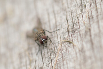 Common fly perchd on a wooden slat 