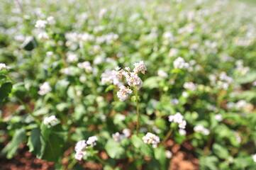 a buckwheat flower garden