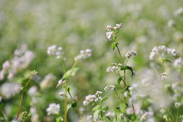 a buckwheat flower garden
