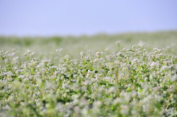 a buckwheat flower garden