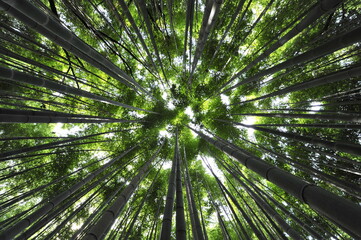 Obraz na płótnie Canvas a bamboo forest