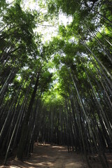 a bamboo forest