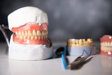 Model of teeth and gums of a dentist.