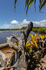 Fototapeta na wymiar natural landscape in the district of Trancoso in the city of Porto Seguro, State of Bahia, Brazil