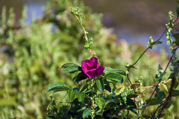 A beautiful red wild rose is growing on a large bush on Marginal Way in Ogunquit Maine.
