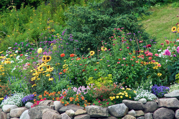 A collection of beautiful multi colored wildflowers in bloom are growing wild on an old stone wall in lake placid new york