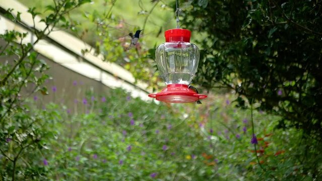 Some Hummingbirds and bird drinking water from birdbath in a garden