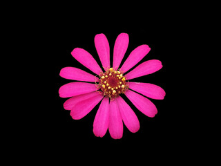 Photo of a flower named Zinnia Peruviana with isolated black background