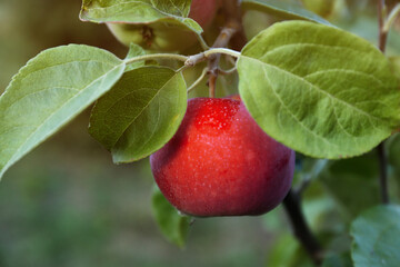 Beautiful apple tree branch with fruit outdoors, closeup