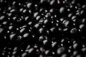 Many black elderberries (Sambucus) on background, closeup