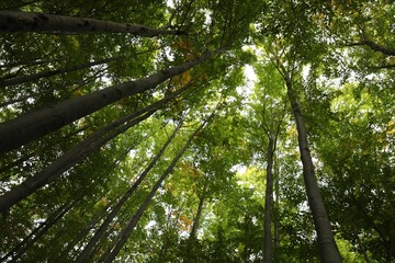 Beautiful green trees in forest on sunny day, low angle view