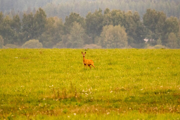 roe deer in the meadow