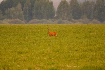 roe deer in the woods