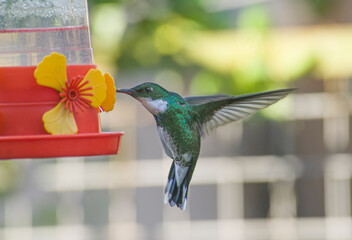 hummingbird drinking water from a drinker
