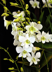 Obraz premium Enhanced Picture of Beautiful Orchid Dendrobium Snow White Memoria Princess Diana