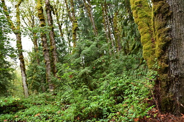 Fototapeta premium moss on the tree