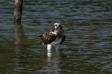 osprey in flight