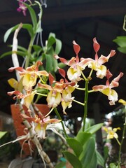 Selective focus of beautiful dendrobium orchid (Dendrobium sp.) flower in garden. Family:...