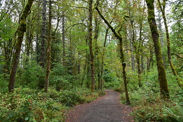path in the forest
