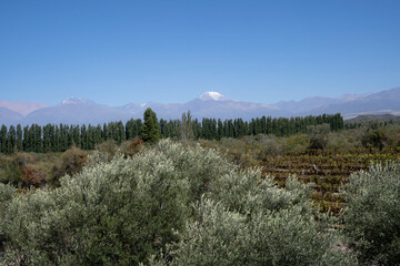 Panorama view of the vineyard, grapevines plantation, olive trees and mountains in the background, under a deep blue sky. 