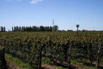 Fototapeta na wymiar Wine making industry. View of the vineyard in a sunny day. The rows of Malbec grapevines in summer.