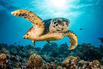 Zelfklevend Fotobehang Hawksbill sea turtle on the reef © Tropicalens