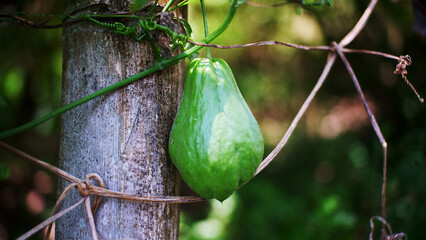Chayote dangling on his plants