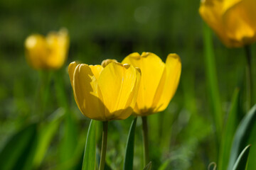 The garden tulip (lat. Tulipa gesneriana), of the family Liliaceae. Central Russia.