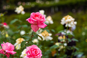 旧古河庭園のバラ