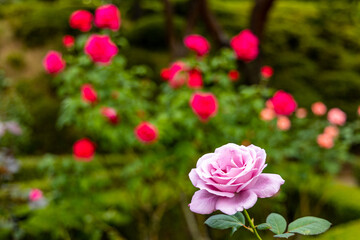 旧古河庭園のバラ