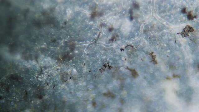 Blood erythrocyte movement in blood vessels capillaries microscopy in tadpole tail